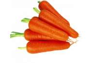 Ступицька - морква,  кг, Moravoseed (Моравосид), Чехія фото, цiна