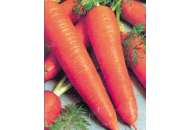 Тинга - морковь,  кг, Moravoseed (Моравосид), Чехия фото, цена