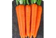 Нантес Скарлет - морква, 500 г, United Genetics (США) фото, цiна