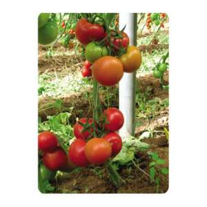 Эмир F1 - томат индетерминантный, 500 семян, United Genetics фото, цена