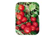 Кимберлино F1 - томат детерминантный, 1000 семян, United Genetics фото, цена