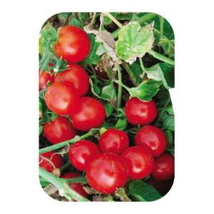 Кимберлино F1 - томат детерминантный, 1000 семян, United Genetics фото, цена