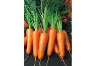 Шантане РэдКор - морковь, 500 грамм, United Genetics фото, цена