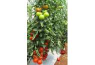 Альтамира F1 - томат индетерминантный, 500 семян, United Genetics фото, цена