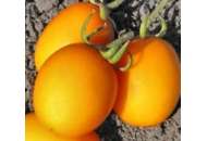 Елоу Ривер F1- томат детерминантный, 1000 семян, United Genetics фото, цена