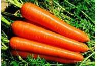 Нантес Тіп-Топ - морква, 500 грам, United Genetics (США) фото, цiна