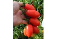 Полличино F1 (Брисколино F1) - томат детерминантный, United Genetics фото, цена