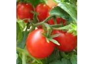 Тріпел Ред F1 - томат детермінантний, 5000 насінин драже, United Genetics фото, цiна