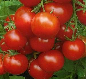 Уракан F1 - томат детерминантный, 1000 семян, United Genetics фото, цена