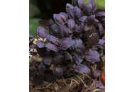 Черный Опал - базилик фиолетовый, 0,5 гр., Вассма, Украина фото, цена
