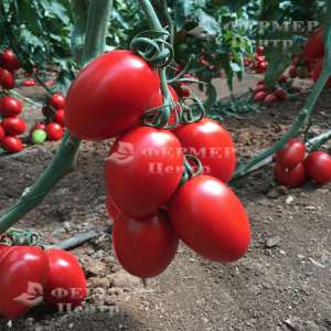 132-111 Сливка F1 - томат индетерминантный, Yuksel Seed (Юксел Сид) Турция фото, цена