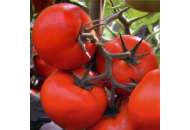 Тобольск F1 - семена томата индетерминантного, Bejo (Бейо), Голландия фото, цена