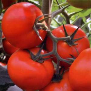 Тобольск F1 - семена томата индетерминантного, Bejo (Бейо), Голландия фото, цена