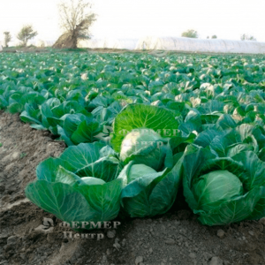 Тіара F1 - капуста білокачанна, 2 500 насіння, Bejo (Бейо), Голландія фото №1, цiна