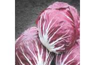  Індиго - цикорій салатний, 5 000 насіння, Bejo (Бейо), Голландія фото, цiна