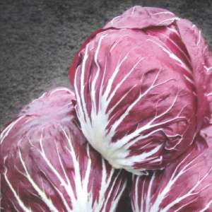  Індиго - цикорій салатний, 5 000 насіння, Bejo (Бейо), Голландія фото, цiна