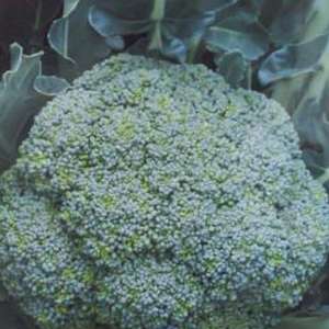 Батавия F1 - капуста брокколи, 2500 семян, Bejo Голландия фото, цена