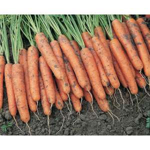 Ніагара F1 - морква, 100 000 насіння (1,6-1,8 мм), Bejo Голландія фото, цiна