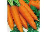 Ніланд F1 - морква, 100 000 насіння (1,6-1,8 мм), Bejo Голландія фото, цiна
