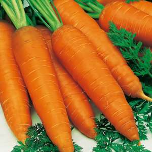Ніланд F1 - морква, 100 000 насіння (1,8-2,0 мм), Bejo Голландія фото, цiна