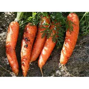 Номінатор F1 - морква, 100 000 насіння (1,6-1,8 мм), Bejo Голландія фото, цiна