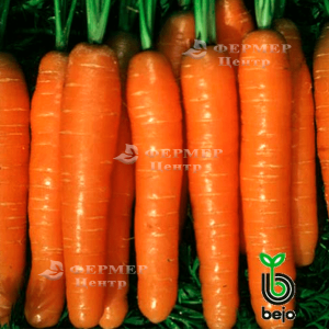 Балтімор F1 - морква, 100 000 насіння (1,6-1,8 мм), Bejo Голландія фото, цiна