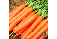 Белградо F1 - морква, 100 000 насіння (1,6-1,8 мм), Bejo Голландія фото, цiна