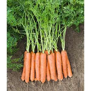 Ньюкасл F1 - морковь, 100 000 семян (1,6-1,8 мм), Bejo Голландия фото, цена