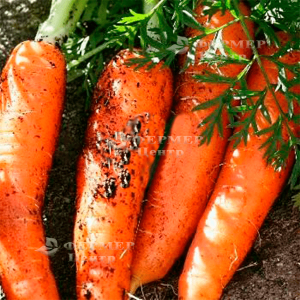 Канада F1 - морковь (1,6-1,8 мм), Bejo Голландия фото №3, цена