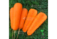 Кардифф F1 - морковь, 100 000 семян (1,6-1,8 мм), Bejo (Бейо), Голландия фото, цена