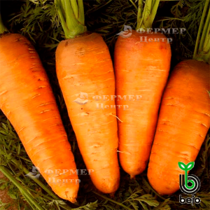 Кордоба F1 - морква, 100 000 насіння, (1,8-2,0 мм), Bejo Голландія фото, цiна
