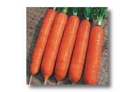 Навал F1 - морковь, 100 000 семян, (1,8-2,0 мм), Bejo (Бейо), Голландия фото, цена