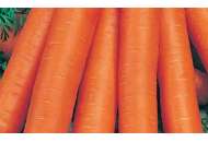 Ньюхолл F1 - морква, 100 000 насіння, (1,8-2,0 мм), Bejo (Бейо), Голландія фото, цiна