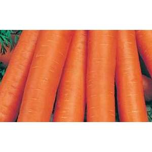 Ньюхолл F1 - морква, 100 000 насіння, (1,6-1,8 мм), Bejo (Бейо), Голландія фото, цiна