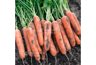 Норвалк F1 - морква, 100 000 насіння (1,6-1,8), Bejo Голландія фото, цiна