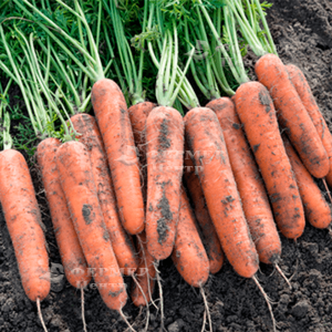 Норвалк F1 - морква, 100 000 насіння (2,2-2,4), Bejo Голландія фото, цiна