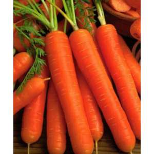 Берлікум 2 - морква, 2 гр., Цезар фото, цiна