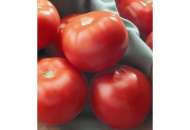 Флорида F1 - томат детерминантный, 1 000 семян, Seminis (Семинис) Голландия фото, цена