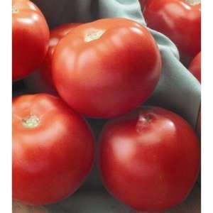 Флорида F1 - томат детермінантний, 1 000 насінин, Seminis (Семініс) Голландія фото, цiна