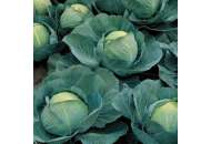 Атрия F1 - капуста белокочанная, 2 500 семян, Seminis (Семинис), Голландия фото, цена
