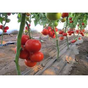 Диаграмма F1 - высокорослый томат, 500 семян, Nunhems (Нунемс) Голландия фото, цена