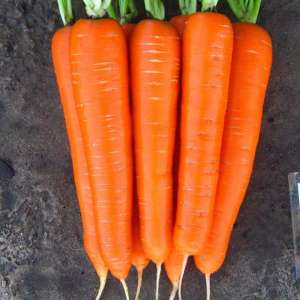 Елеганза F1 - морква, калібр1,6-1,8, 100 000 насіння, Nunhems (Нунемс) Голандія фото, цiна