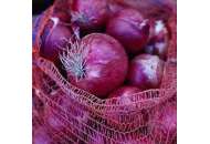Каунтач F1 - лук ріпчастий червоний, 100 000 насіння, Nunhems (Нунемс) Голландія фото, цiна