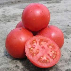 Тарпан F1 - томат детерминантный, 1 000 семян, Nunhems (Нунемс) Голландия фото, цена
