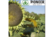 P64LL125 Круїзер 350 FS - насіння соняшнику, 1 п.о., Pioneer (Піонер) фото, цiна