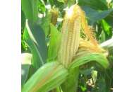  P8529 - кукурудза, 80 000 насіння, Pioneer (Піонер), Україна фото, цiна