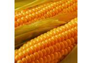 P9025 - кукурудза, 80 000 насіння, Pioneer (Піонер), Україна фото, цiна