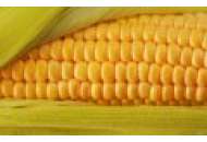 П8745 / P8745 - кукурудза, 80 000 насіння, Pioneer (Піонер) фото, цiна