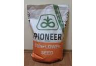 P63LE113 Круизер 350 FS - семена подсолнечника,1п.е., Pioneer (Пионер) Дюпон фото, цена