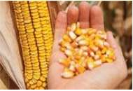  P8659 - кукурудза, 80 000 насіння, Pioneer (Піонер) фото, цiна